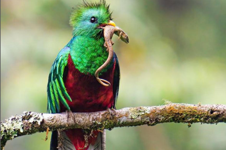 El Quetzal le regaló al fotógrafo un emocionante momento. (Foto: Andrés Novales)