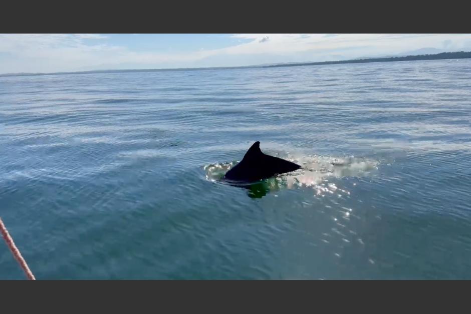 Turistas captaron el momento en que delfines nadaban cerca de Izabal. (Foto: cortesía)