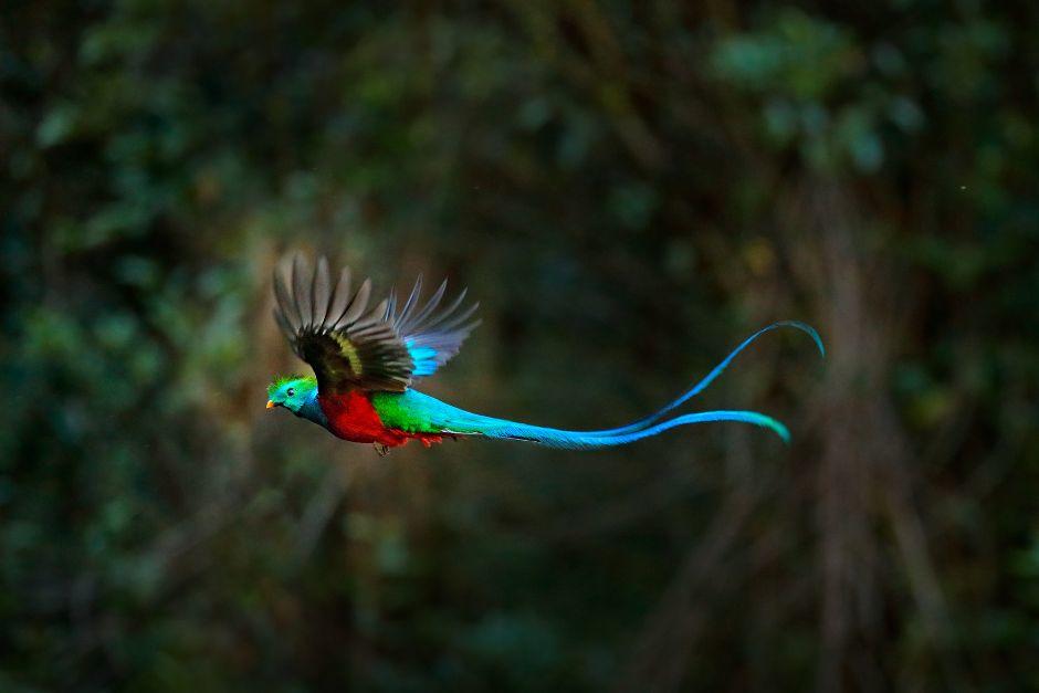 Un quetzal sorprendió a conductores que transitaban en un sector de Purulhá. (Foto ilustrativa: Shutterstock)