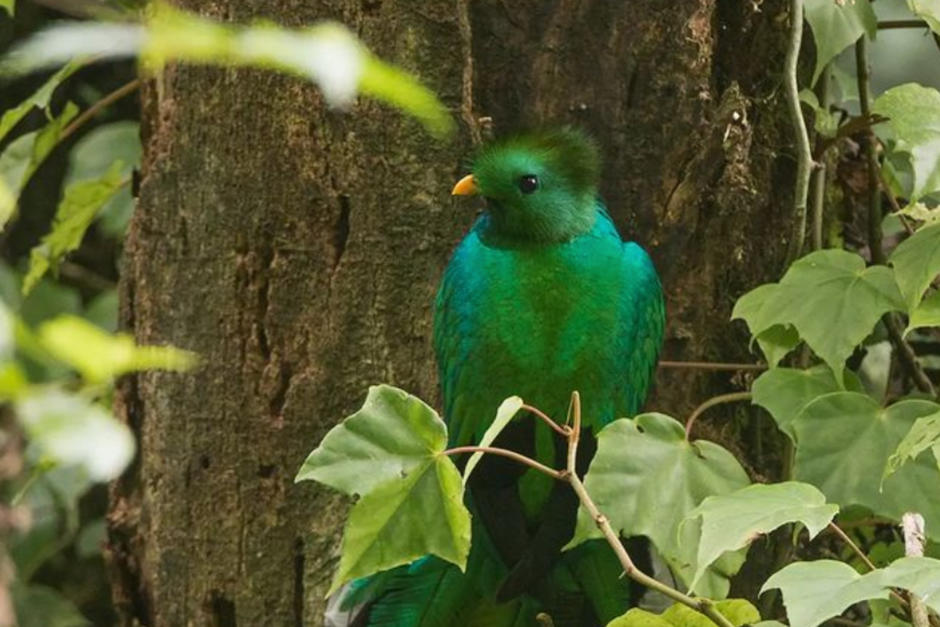 Esta imagen del quetzal causó ternura en los internautas. (Foto: Cindy Lorenzo)