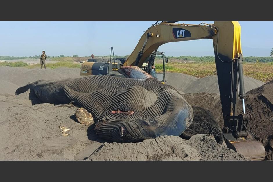 El Conap informó que la ballena azul fue enterrada de inmediato para evitar contaminación. (Foto: Conap)&nbsp;