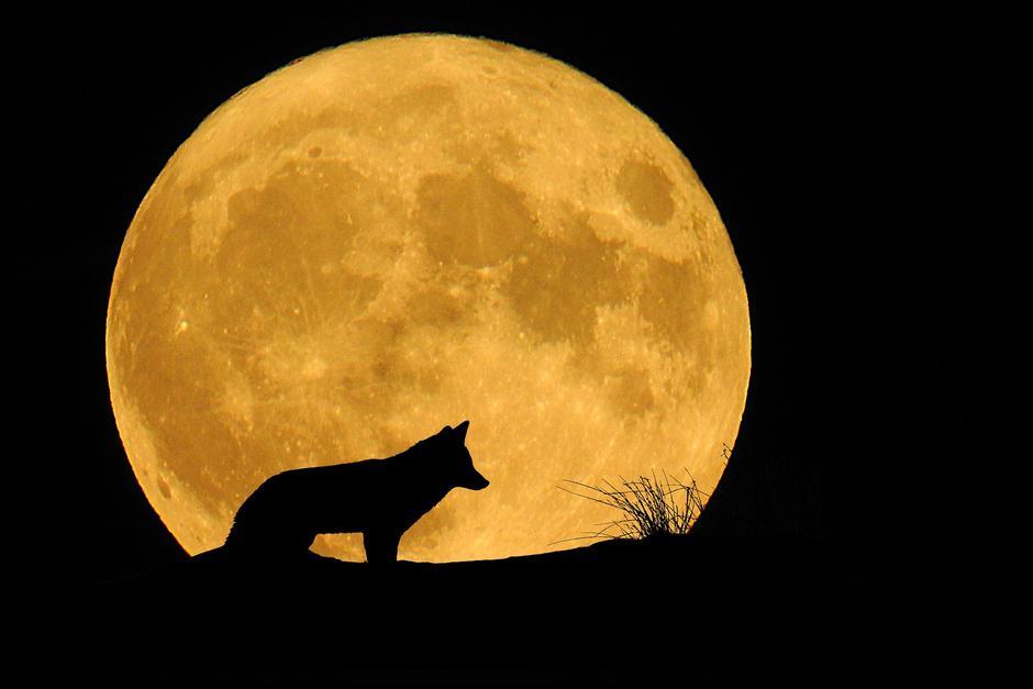 La Luna llena Lobo a&uacute;n se puede apreciar este s&aacute;bado. (Foto: Pixabay)