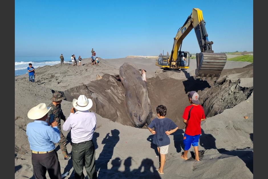 El enorme agujero que fue excavado para poder sepultar a la ballena azul en Champerico. (Foto: Nuestro Diario)