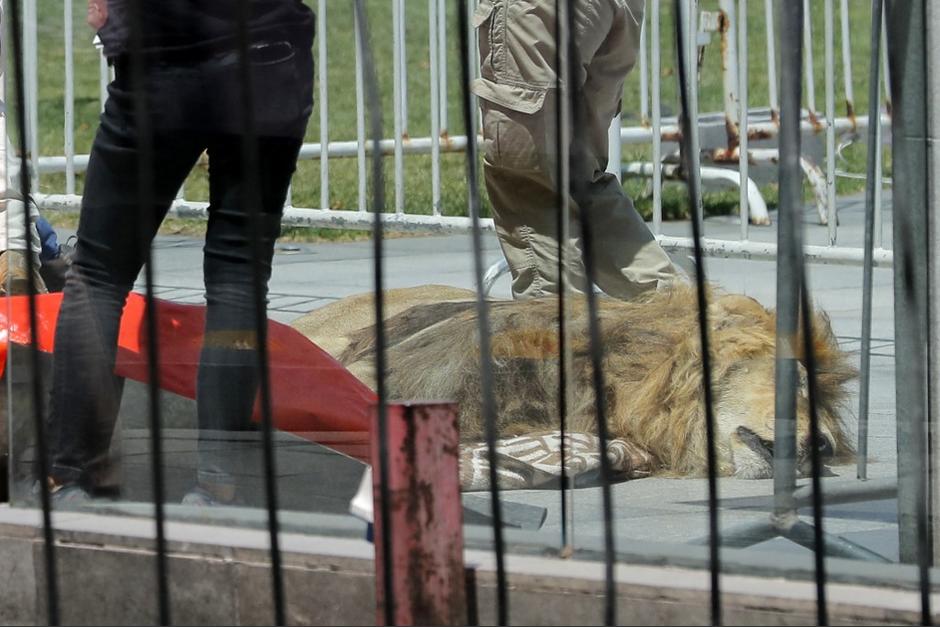 El león fue sedado, pero no logró despertar del procedimiento. (Foto: AFP)