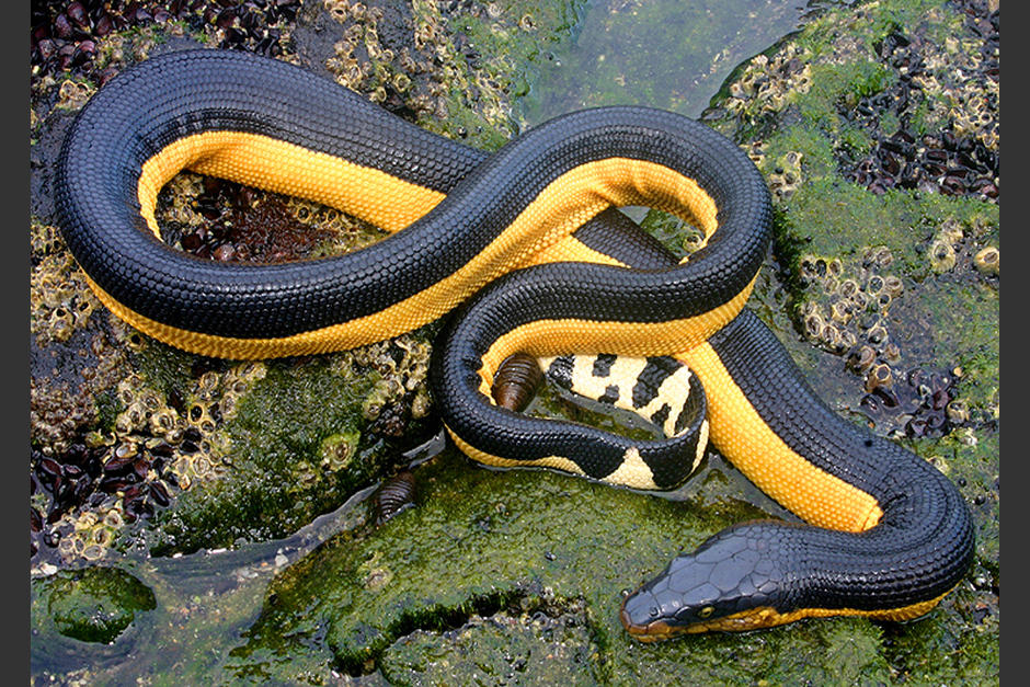 El reptil pasa la mayor parte de su vida en el mar y es raro verla en tierra. (Foto: Naturalista)