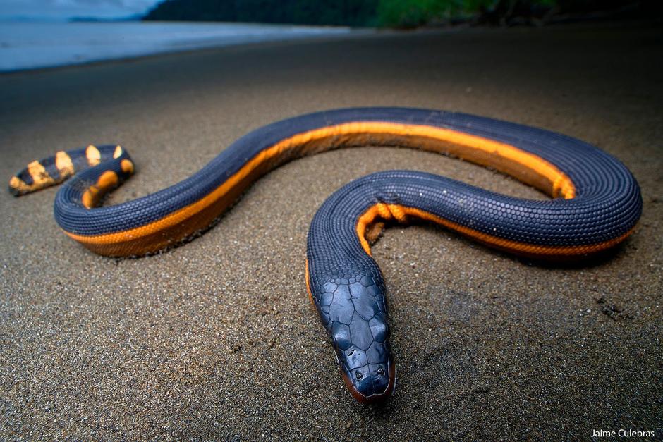 Cuando una serpiente como esta llega a tierra pudo haber sido porque escapaba de un depredador, estaba cansada o fue echada por la marea. (Foto: Jaime Culebras)