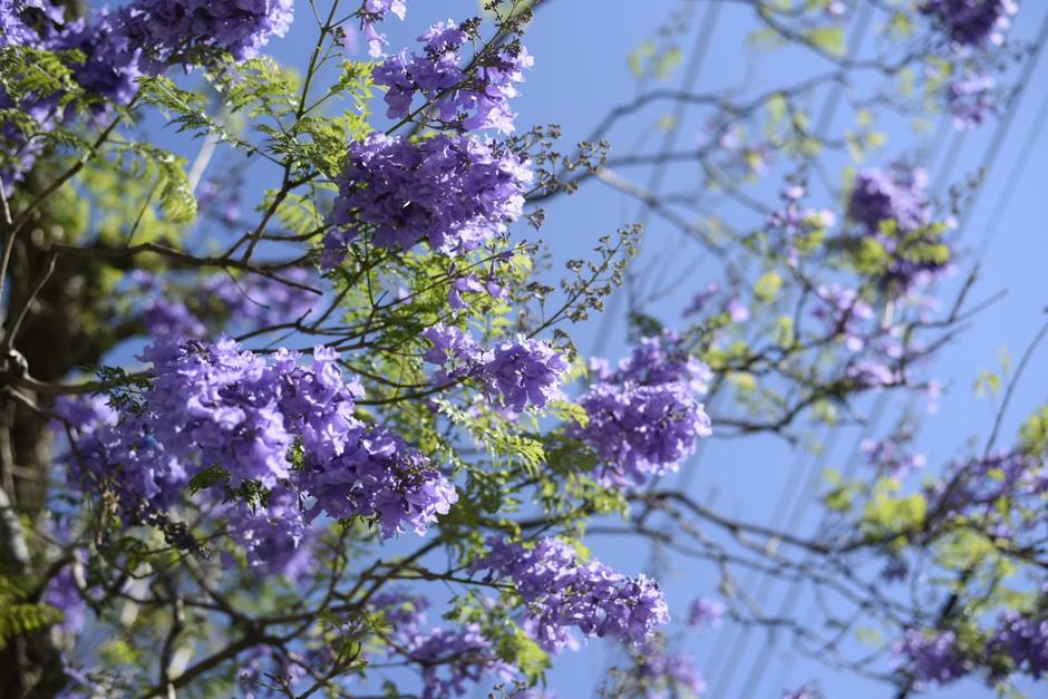 En la avenida Las Américas los árboles de jacaranda empiezan a dejar alfombras de flores púrpura. (Foto: Wilder López/Soy502)&nbsp;