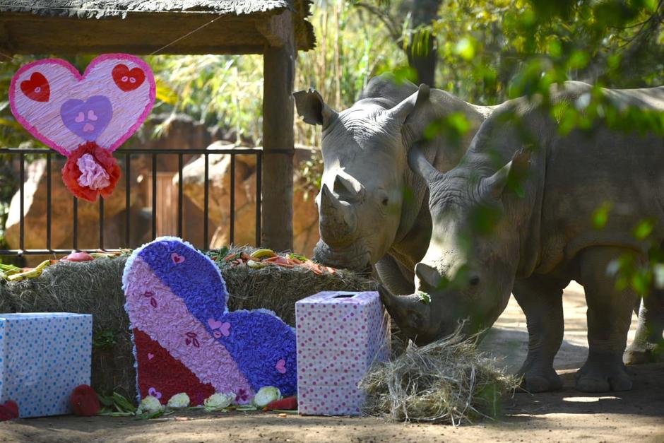 Los animales del zoológico La Aurora celebraron el Día del Cariño. La pareja de rinocerontes recibieron un regalo especial por el 14 de febrero. (Foto: Wilder López/Soy502)