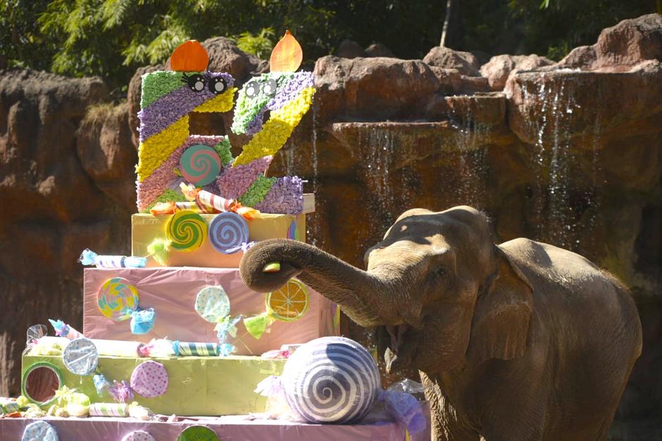 El elefante se dej&oacute; agasajar por los visitantes que llegaron a cantarle "Las ma&ntilde;anitas". (Foto: Wilder L&oacute;pez/Soy502)