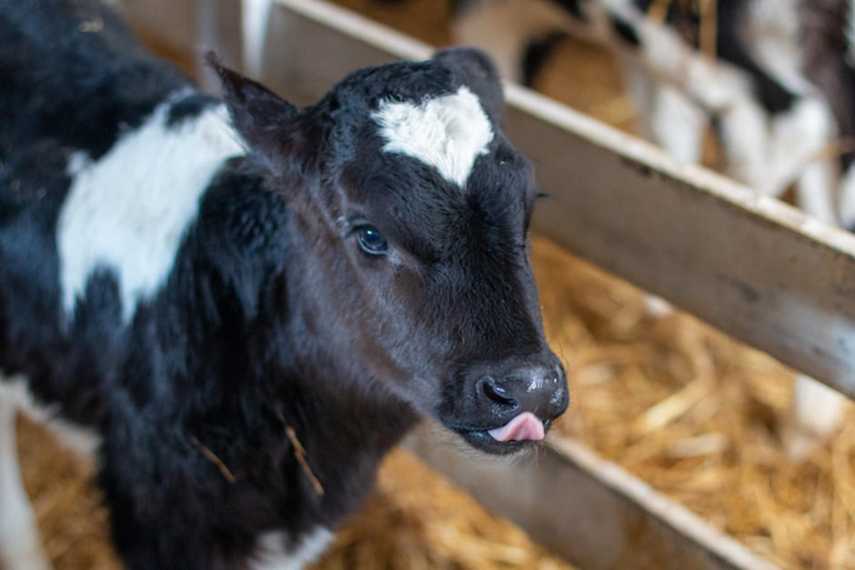 El joven enamorado fue captado regal&aacute;ndole un becerro a su novia. (Foto: Ilustrativa)&nbsp;