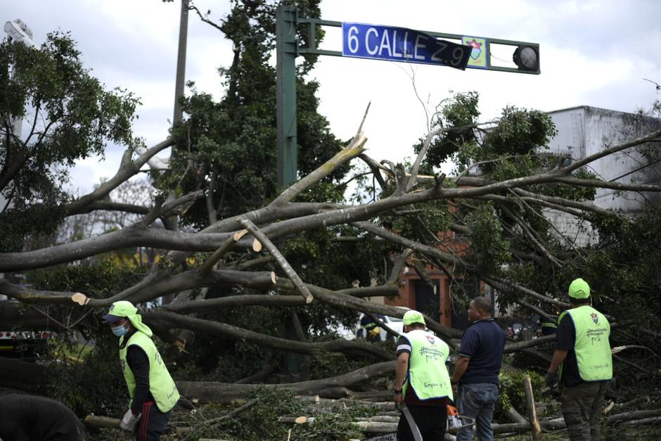 Personal de la Municipalidad de Guatemala trabaja para retirar el árbol caído en zona 9. (Foto: Wilder López/Soy502))
