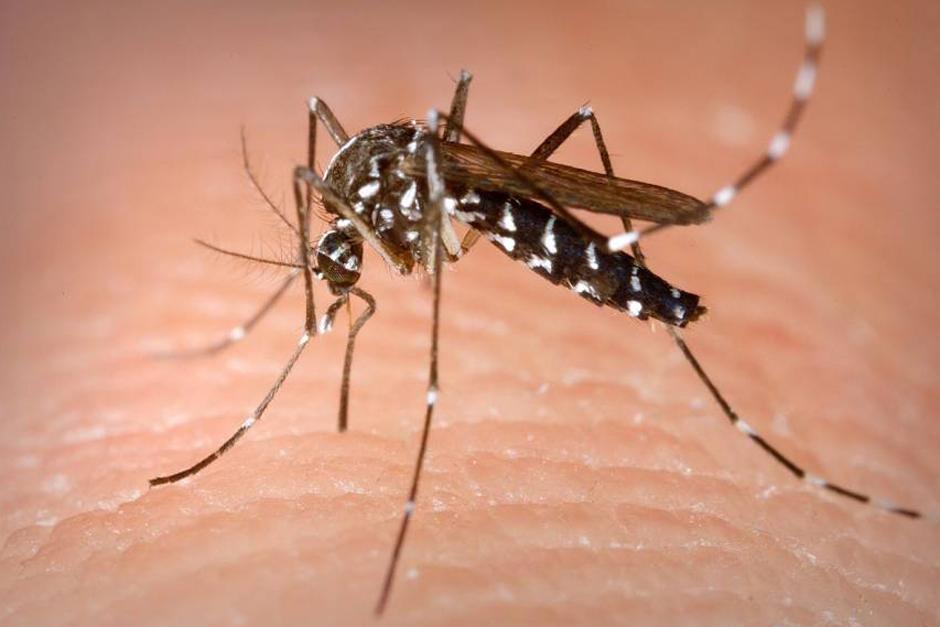 Las autoridades de Salud emitieron una alerta institucional por el inicio de la temporada de transmisión del dengue. (Foto: Archivo/Soy502)
