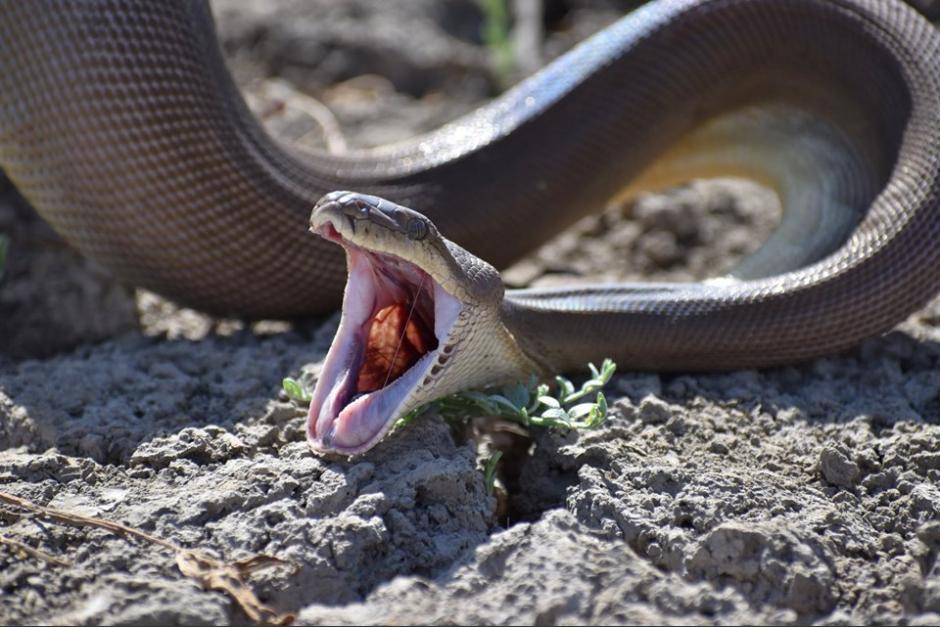 El hombre fue atacado por una serpiente luego de haber chocado contra un bus. (Foto: archivo/Soy502)