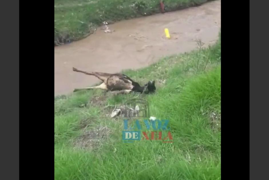 Una vaca fue la víctima de los efectos de contaminación en un río Xequijel. (Foto: captura de pantalla)&nbsp;