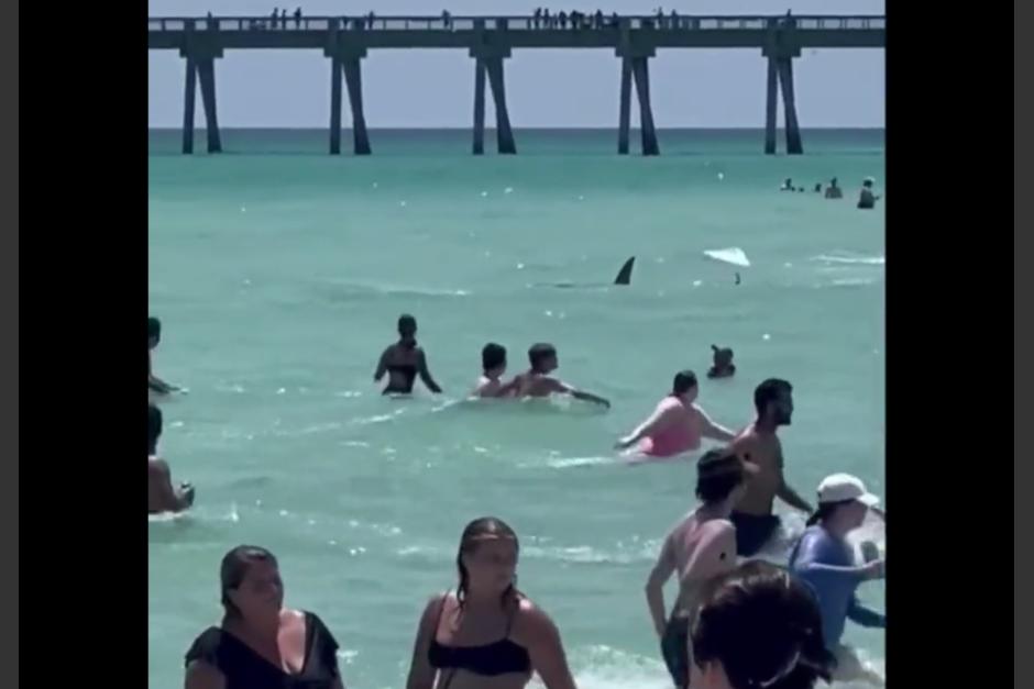 Un tiburón sorprendió a un grupo de personas en una playa de Florida. (Foto: captura de pantalla)&nbsp;