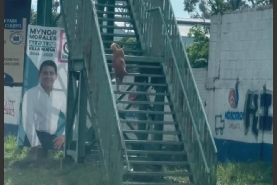 El perrito fue captado cruzando la calle utilizando el paso peatonal. (Foto: captura de video)