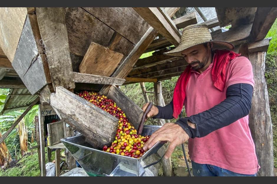 Fueron premiados los mejores caf&eacute;s de Costa Rica, El Salvador, Guatemala, Honduras y Nicaragua. (Foto: AFP)
