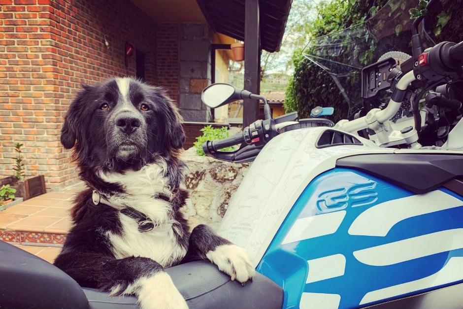 El canino fue visto junto a su amo viajando en una moto. (Foto: OtroEnMoto)