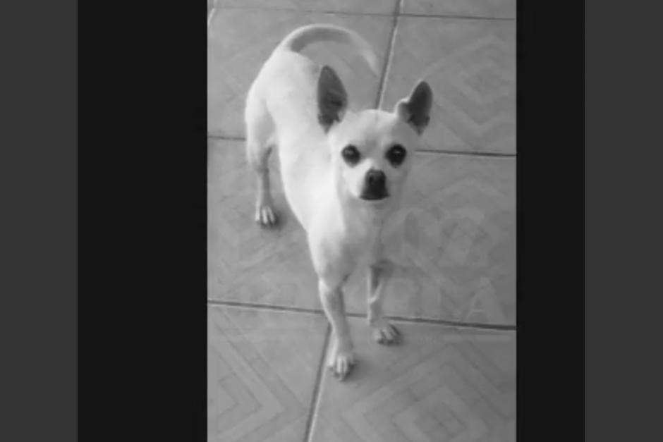 Perro Morting Llevó a su perrito a grooming y se lo entregan muerto en Xela