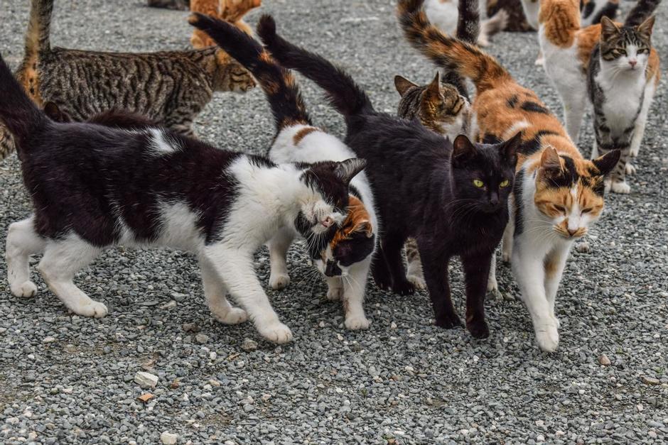 Gatos en Chipre est&aacute;n padeciendo de un "coronavirus" felino. (Foto: El Peri&oacute;dico)