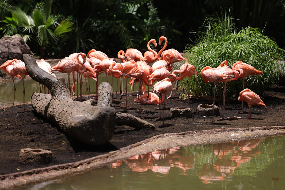 El nuevo recinto de los flamencos es m&aacute;s amplio. (Foto: Andrea Llamas/Soy502)