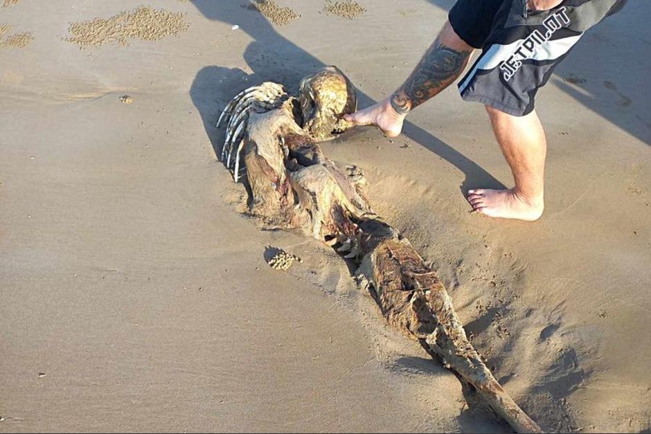 Extraña criatura en playa de Australia. (Foto: Twitter)