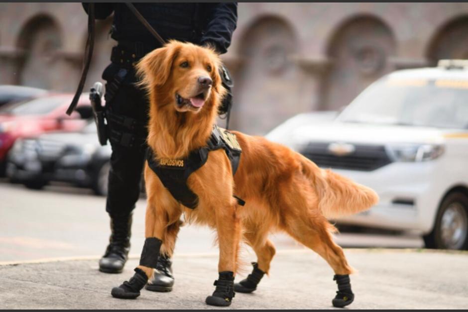 Manolo es el nombre del agente canino que causa sensaci&oacute;n en las redes. (Foto: Mingob)