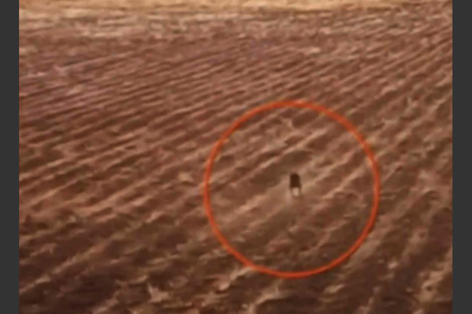 Un dron capt&oacute; a un ser extra&ntilde;o encorvado en cultivos de Bolivia. (Foto: Captura de pantalla)