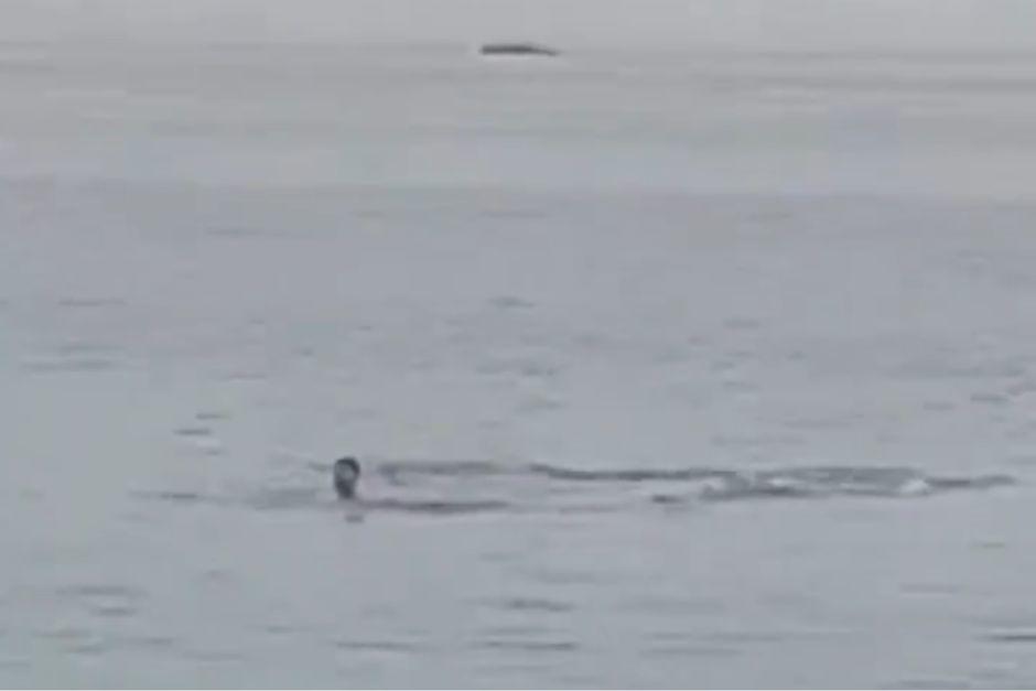 El video de un tiburón devorando a un turista ruso en una playa de Egipto causó conmoción entre internautas de varias partes del mundo. (Foto: captura de pantalla)&nbsp;