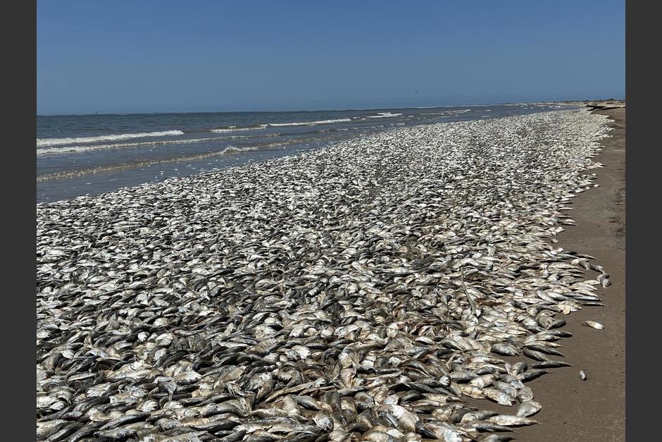 Encuentran miles de peces muertos en playas de la costa de Texas. (Foto:&nbsp;Twitter/@AlertaMundial2)