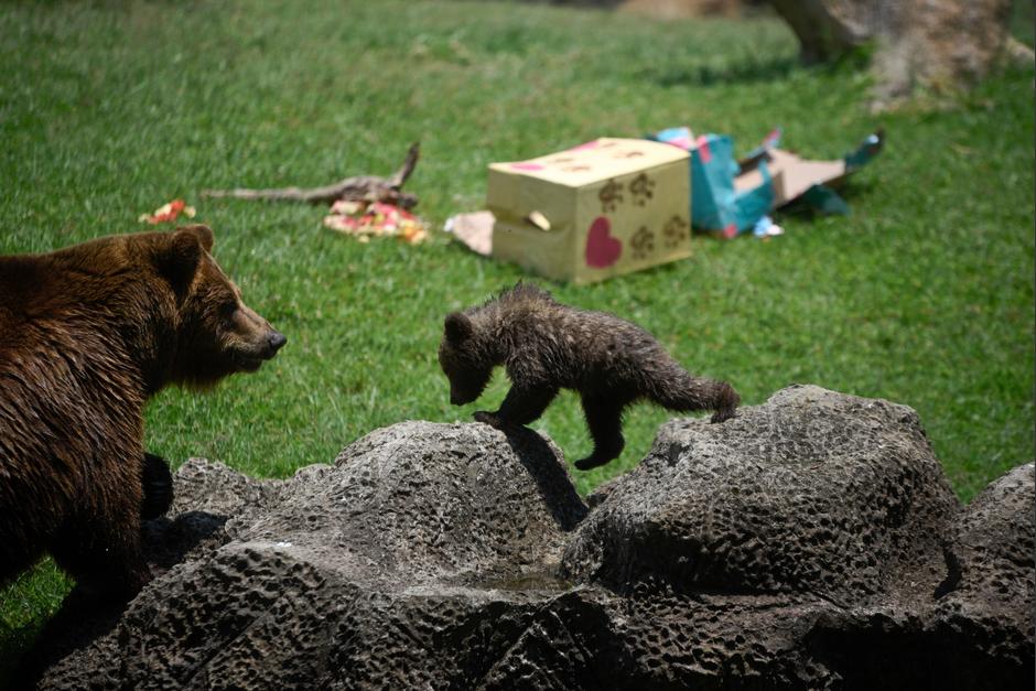 La osita del Zool&oacute;gico La Aurora ya tiene nombre. (Foto: Wilder L&oacute;pez / Soy502)