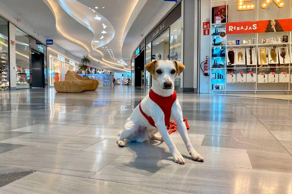 En estos lugares puedes pasear con tu mascota. (Foto: ABC)