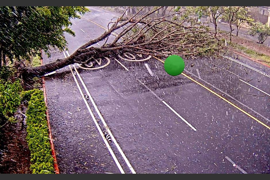 Un &aacute;rbol de grandes proporciones se desplom&oacute; en la avenida Sime&oacute;n Ca&ntilde;as, en la zona 2 y bloquea el paso. (Foto: Am&iacute;lcar Montejo)