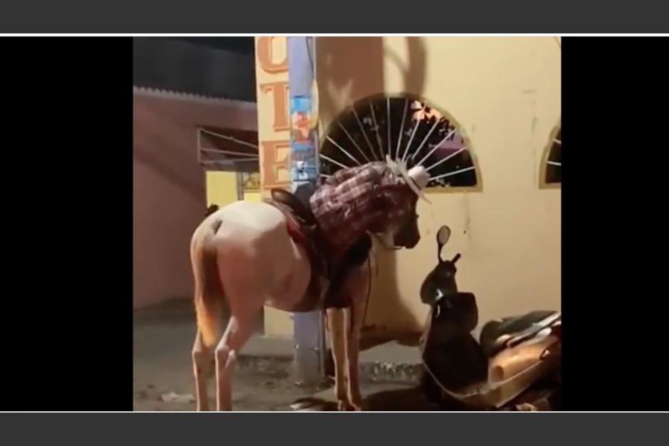 La caída de un hombre que estaba sobre un caballo se ha viralizado en redes sociales. (Foto: captura de pantalla)&nbsp;