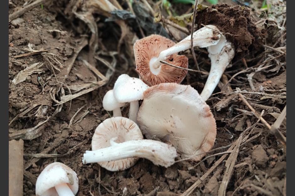 El Ministerio de Salud emiti&oacute; una alerta de prevenci&oacute;n por envenenamiento por consumo de hongos. (Foto ilustrativa: Shutterstock)&nbsp;