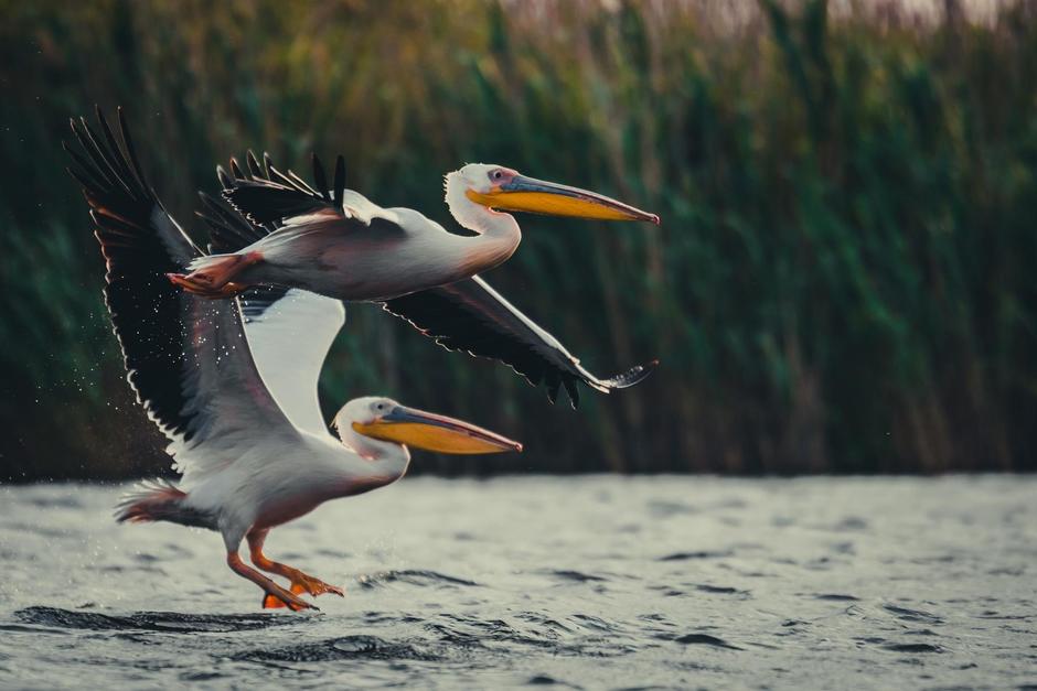 M&aacute;s de 600 pel&iacute;canos fueron localizados muertos en una isla colombiana. (Foto: Shutterstock)&nbsp;