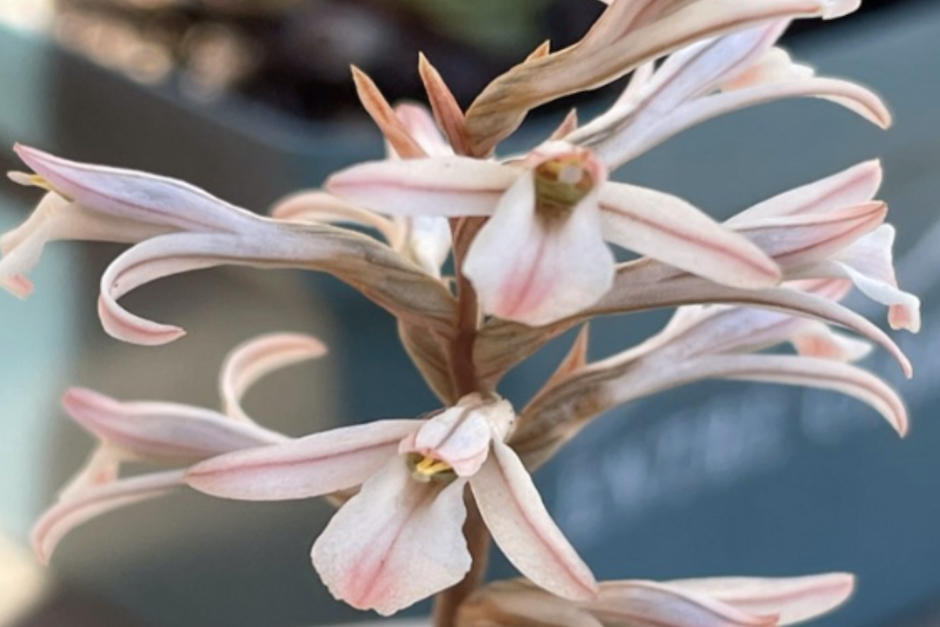 Esta especie fue nombrada por guatemlatecos. (Foto: Fredy Archila)