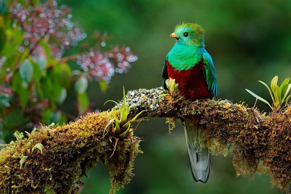 Un ejemplar de quetzal visitó la vivienda de una mujer en Huehuetenango. (Foto ilustrativa:&nbsp;Ondrej Prosicky)