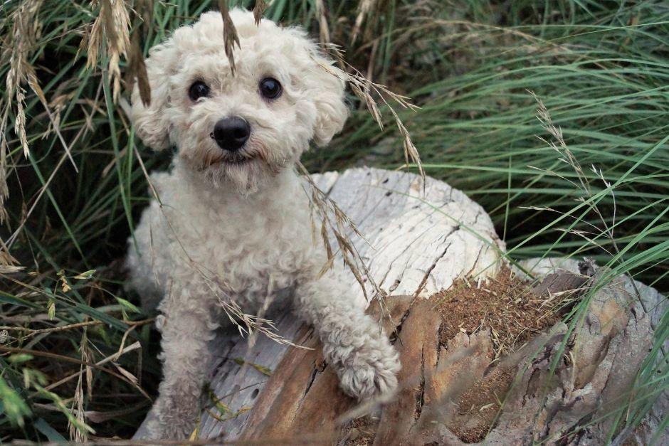El perro que fue atropellado en el Anillo Perif&eacute;rico fue rescatado por una organizaci&oacute;n de rescate de perros.&nbsp; (Foto ilustrativa: Shutterstock)&nbsp;