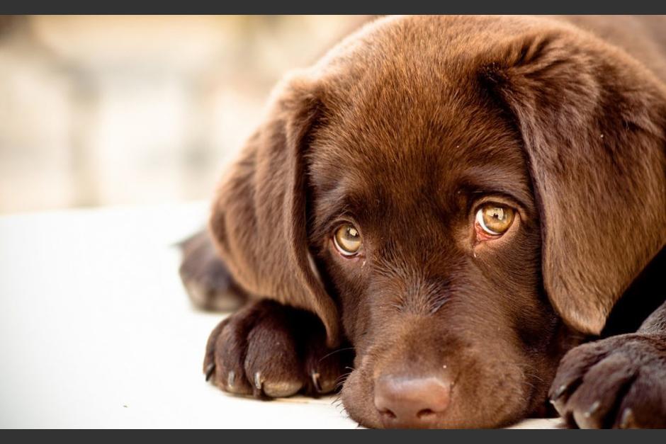 Un perro fue captado esperando a su dueño a que termine la jornada escolar. (Foto ilustrativa: Milenio)&nbsp;