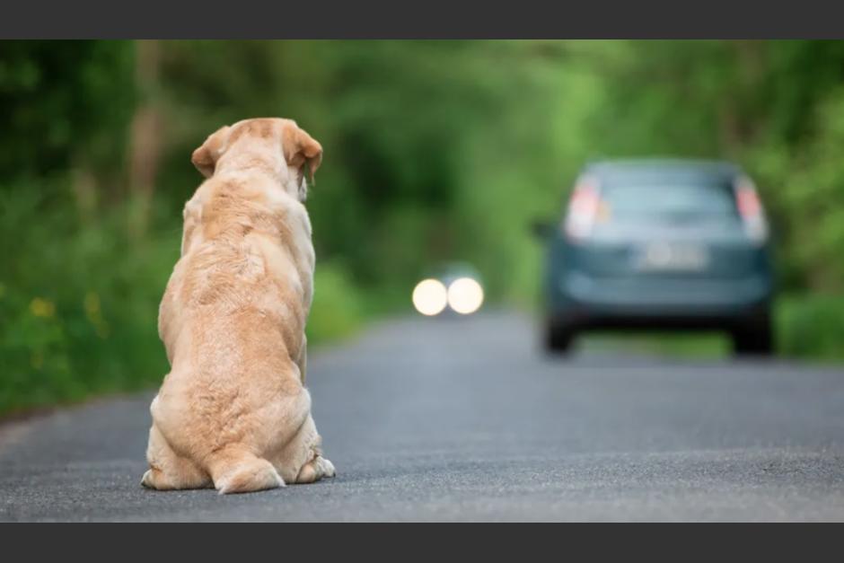 Un perro corrió desesperadamente detrás del vehículo que viajaba su dueña, quien lo dejó abandonado. (Foto: Archivo/Soy502)&nbsp;