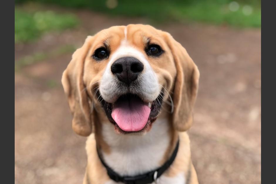 Se reportan tres perros fallecidos a causa del maltrato en la Casa del Terror en zona 6. (Foto: Pixabay)