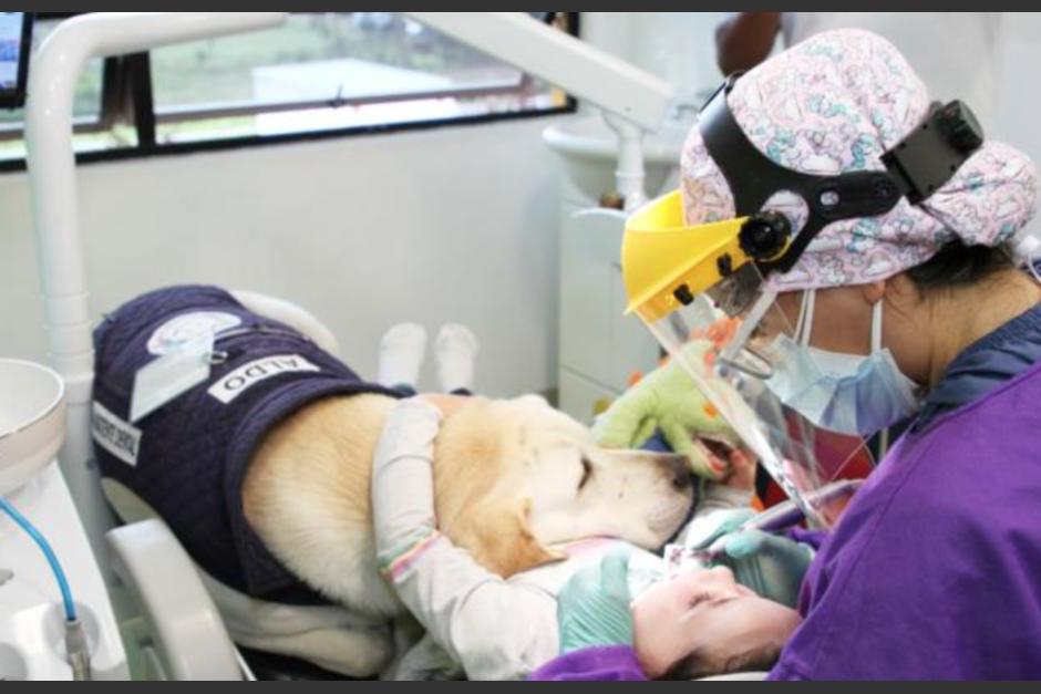 Aldo el perro de apoyo emocional en el Centro Odontol&oacute;gico Parque Dental. (Foto: Expreso)&nbsp;