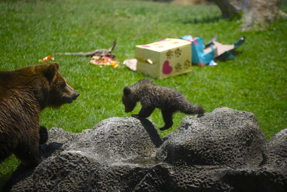 Polina y su nueva cría se presentan por primera vez ante las cámaras. (Foto: Wilder López/Soy502)