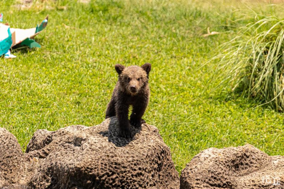 El Zool&oacute;gico La Aurora lanz&oacute; una din&aacute;mica para elegir el nombre de la nueva osezna. (Foto: Zool&oacute;gico La Aurora)