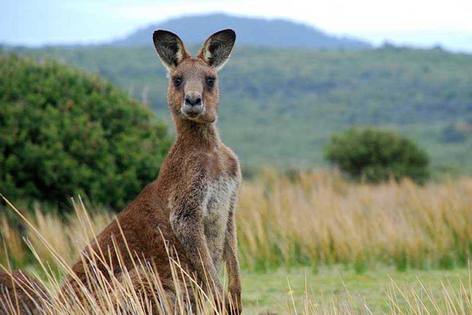 Analizan sacrificar canguros en Australia debido a una fuerte explosión demográfica del animal.&nbsp; (Foto:&nbsp;Enciclopedia de la vida)