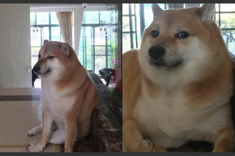 &nbsp;Reportan que el adorable Cheems se encuentra muy enfermo. (Foto:Instagram @balltze)