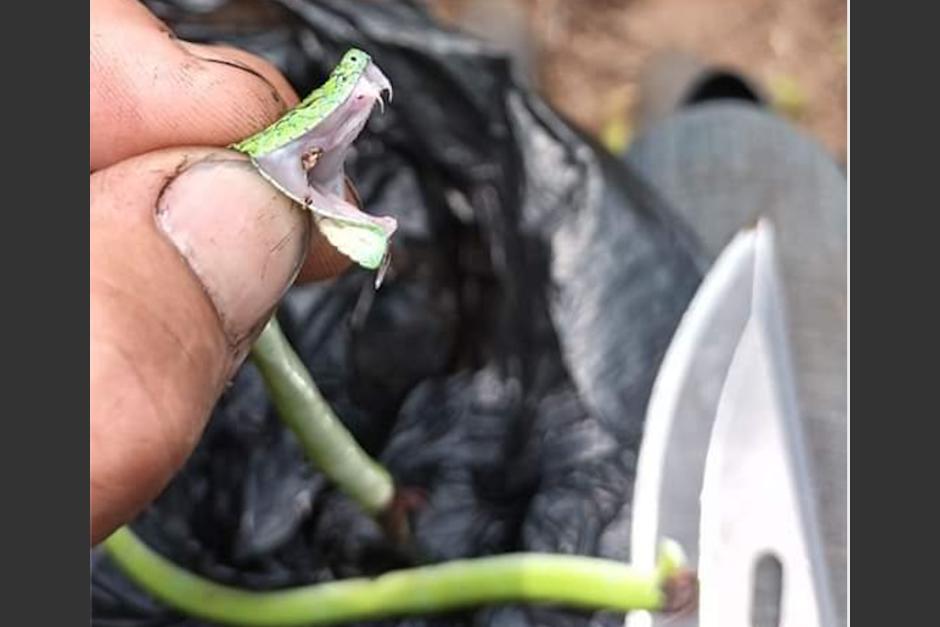 La serpiente es considerada una especie venenosa y mortal. (Foto: Bomberos Voluntarios)