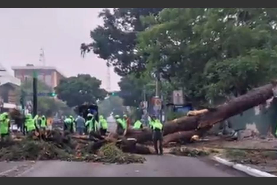 Un árbol de gran tamaño colapsó en la zona 9 de la ciudad de Guatemala. Personal de la Municipalidad ya trabaja para retirarlo.&nbsp; (Foto: Ilustrativa/Shutterstock)&nbsp;