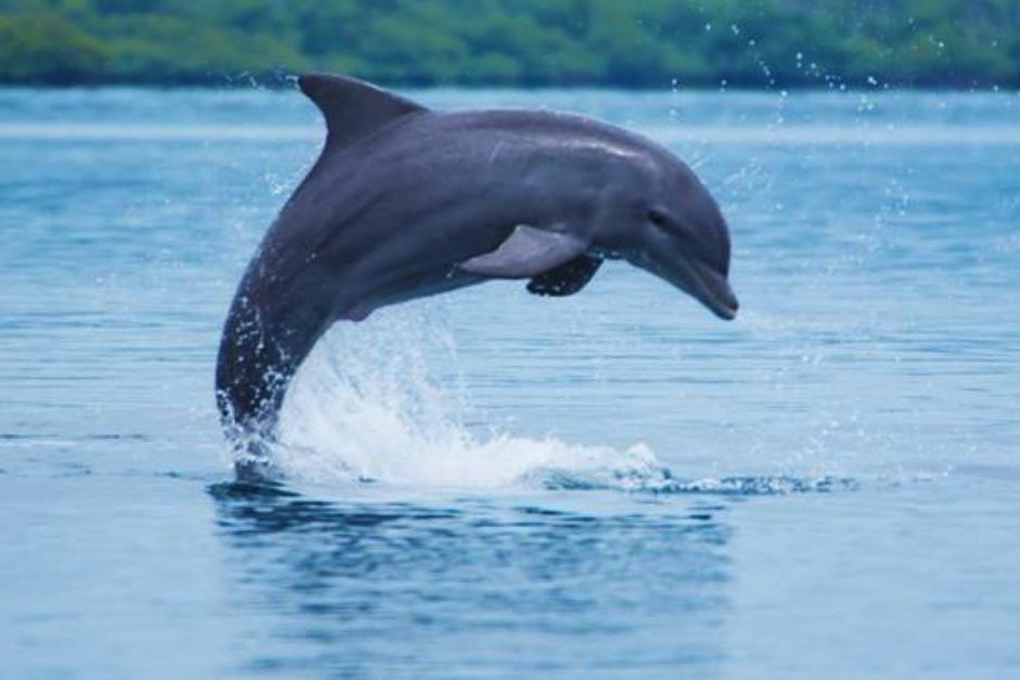 El video que muestra al grupo de delfines se ha hecho viral en las redes sociales. (Foto: Archivo/Soy502)